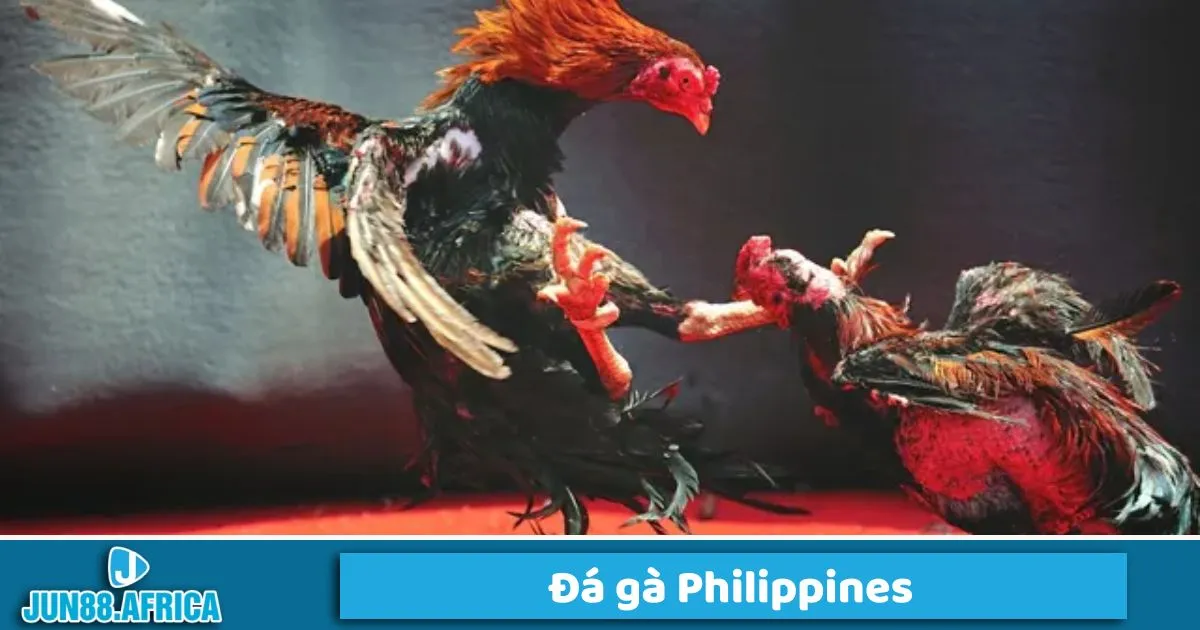 Đá Gà Philippines Jun88: Đấu Trường Đỉnh Trong Giới Kê Thủ 2 Việc theo dõi trận đấu và đặt cược kịp thời