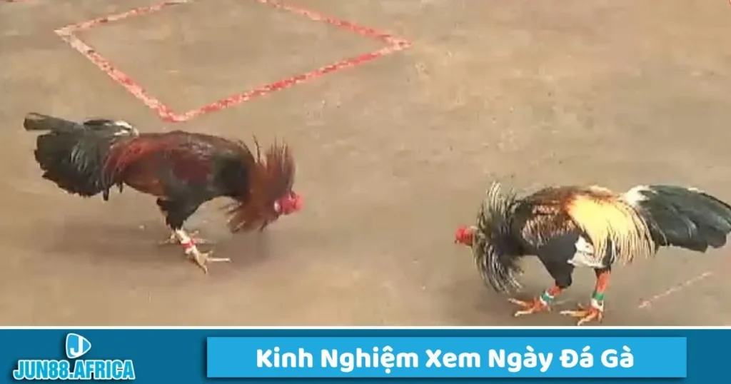 Kinh nghiệm xe ngày đá gà chính xác