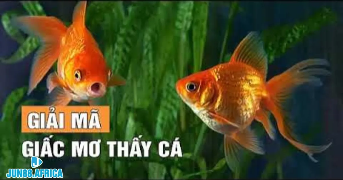 Nằm Mơ Thấy Cá Jun88 – Cơ Hội Trúng Lô Lớn Từ Giấc Mơ 3 Cá vàng luôn là biểu tượng của sự giàu có